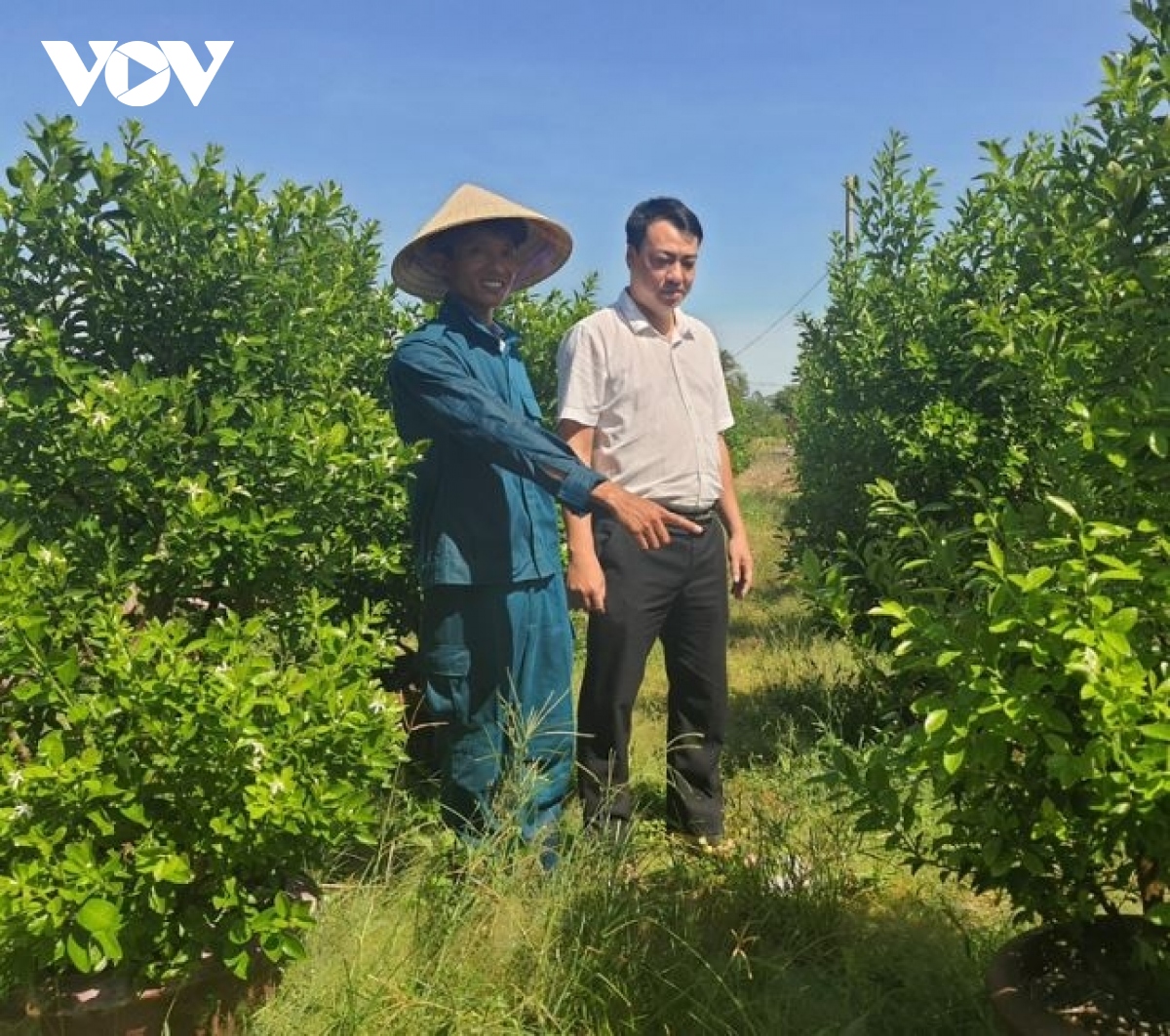 Nông dân Quảng Nam làm giàu từ trồng hoa và quất cảnh