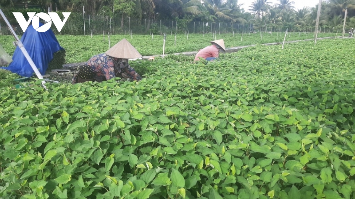 Nông dân trồng rau diếp cá thu lãi đến hơn 300 triệu đồng/ha