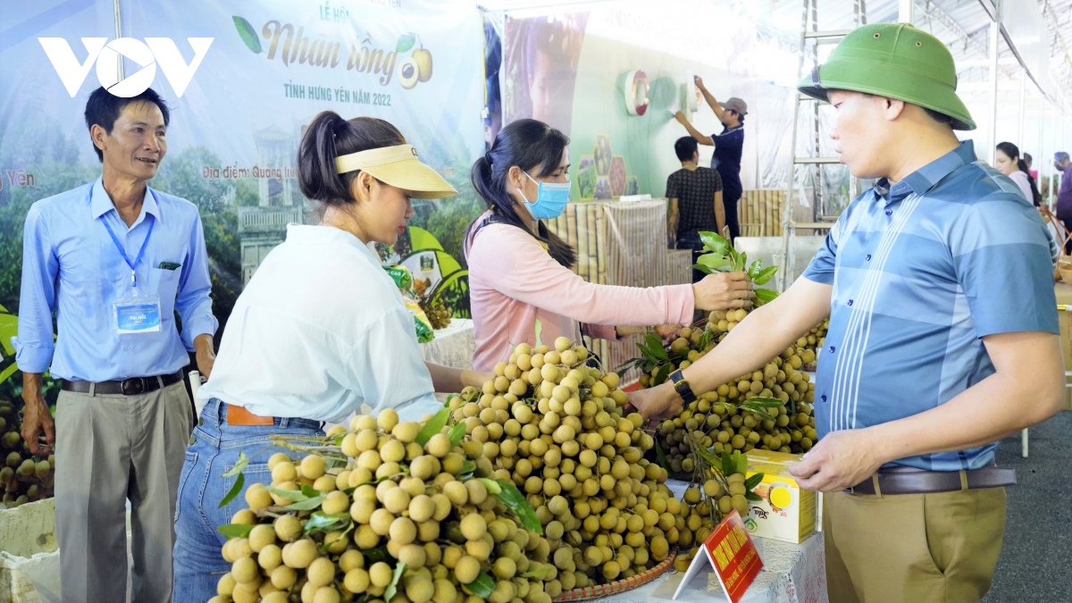 Hưng Yên chủ động các phương án tiêu thụ nhãn và nông sản