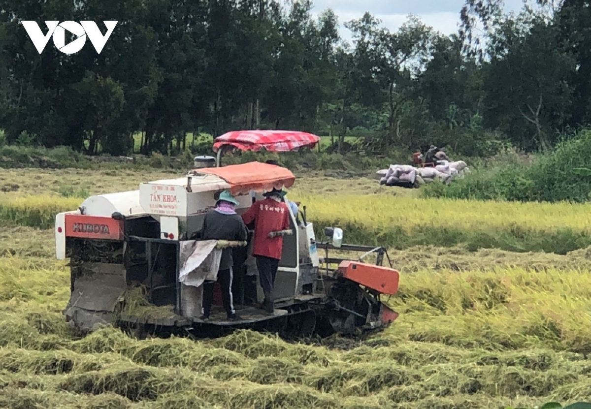 Giá thuê máy gặt lúa Hè thu tăng cao, nông dân chịu lỗ