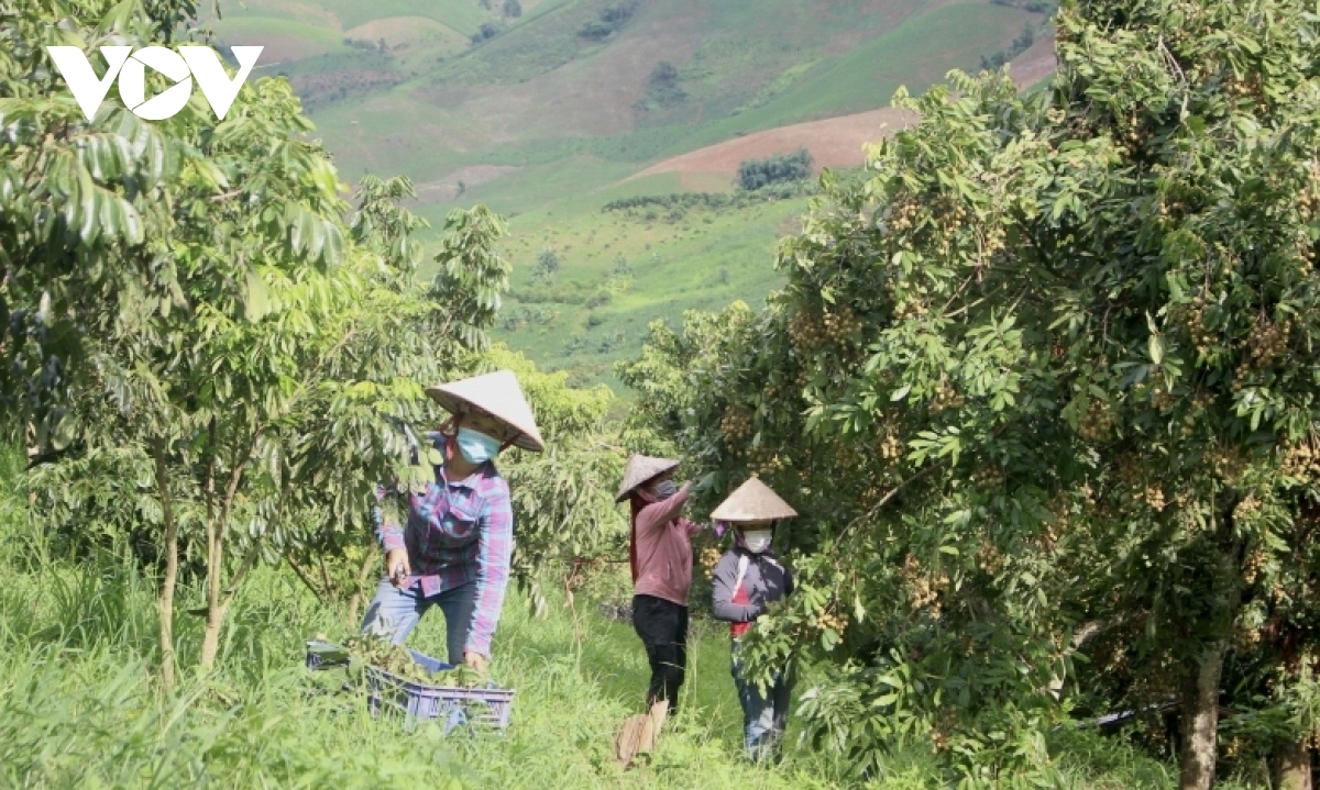 Sơn La cung cấp cho thị trường hơn 80.000 tấn nhãn