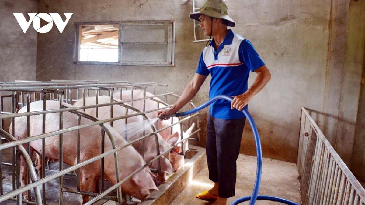 Việt Nam chặn gấp lợn “vượt biên” trái phép sang Trung Quốc