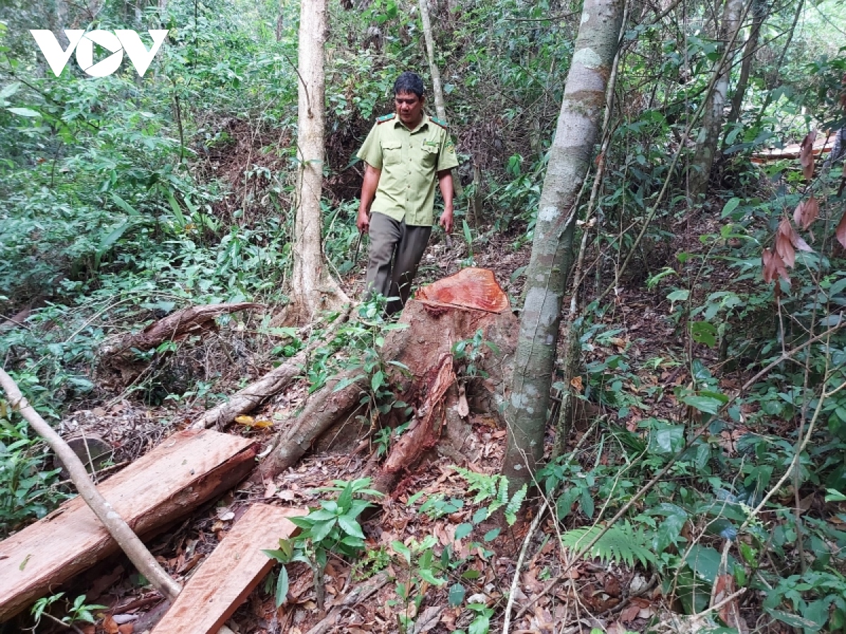 Gia Lai điều tra vụ phá 6 ha rừng tự nhiên ở huyện Kông Chro