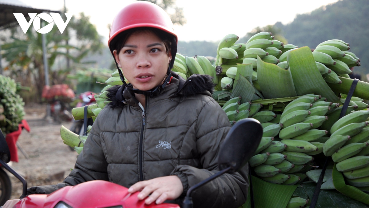 Lai Châu tập trung gỡ khó cho các dự án nông nghiệp