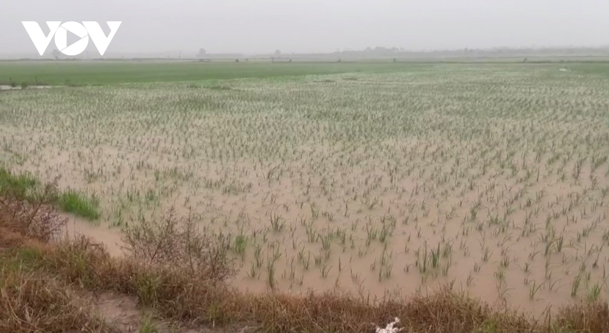Hàng nghìn héc-ta lúa và hoa màu tại Hải Dương bị ngập úng