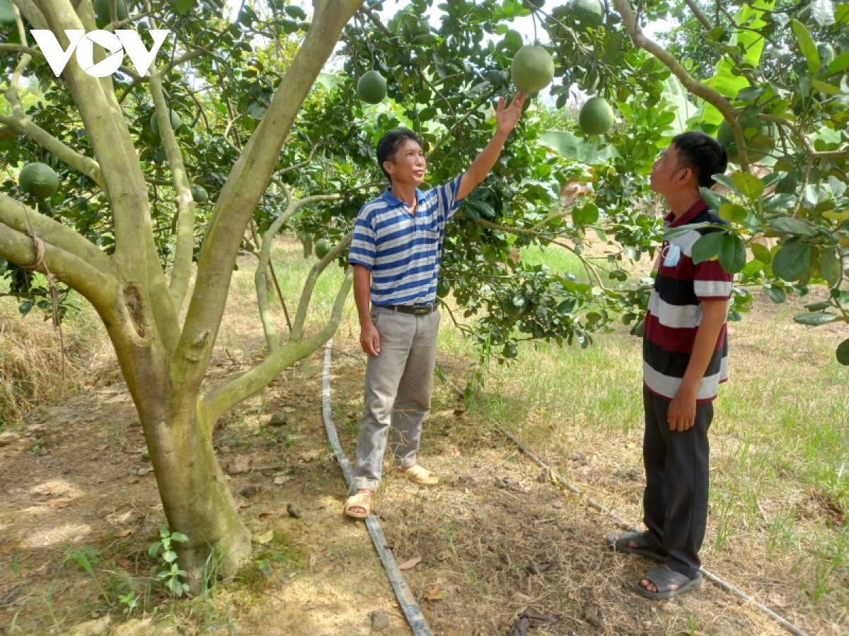 Khánh Hòa tập trung phát triển vùng chuyên canh cây ăn quả có giá trị kinh tế