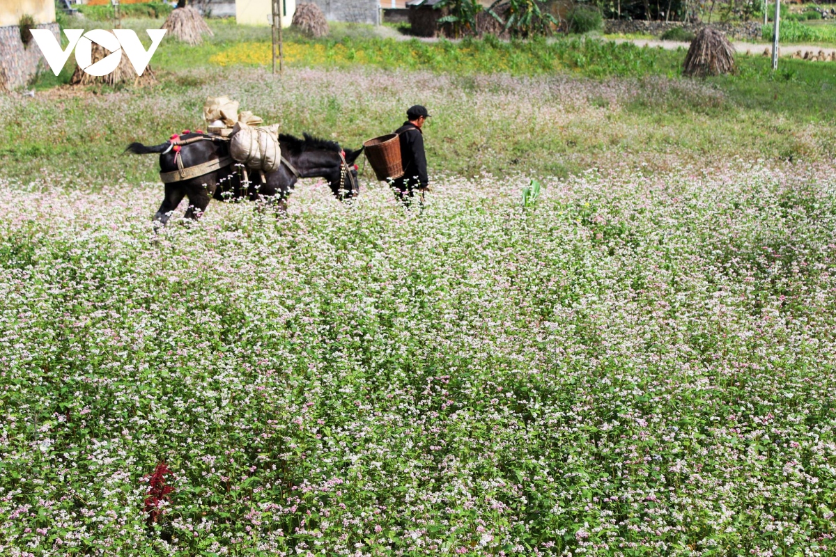 Hà Giang chuẩn bị 400 ha hoa tam giác mạch đón mùa lễ hội 2022