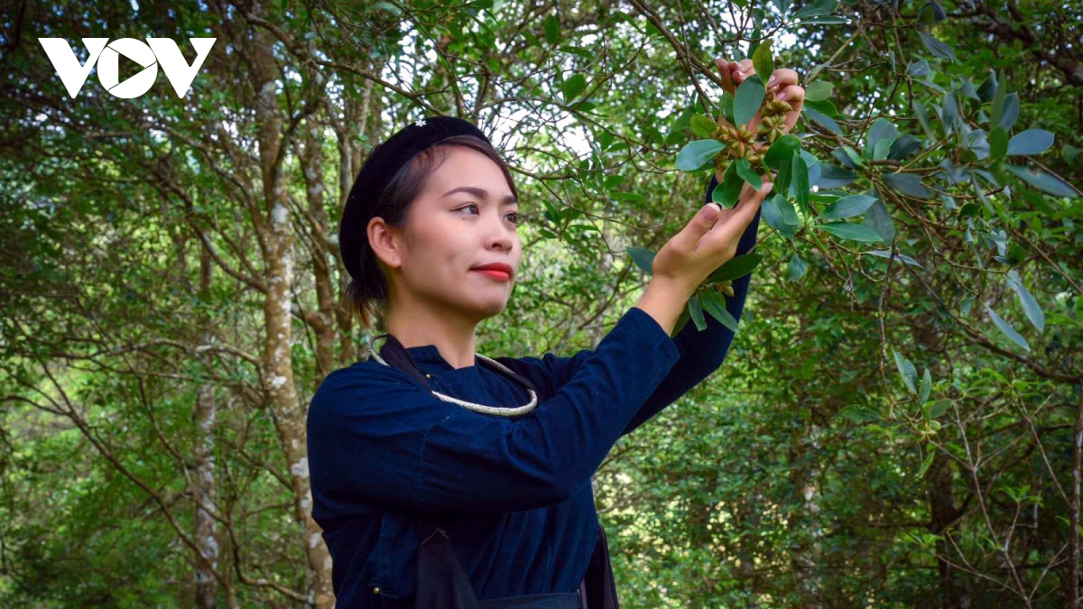 Để cây hồi Lạng Sơn phát triển bền vững