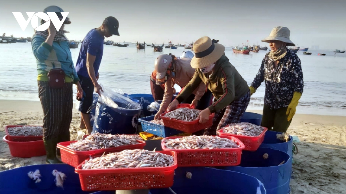 Ngư dân Đà Nẵng được mùa cá cơm