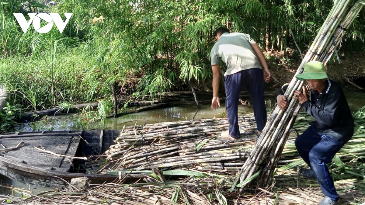 Nông dân Hậu Giang phấn khởi khi giá mía bán chục cao kỷ lục