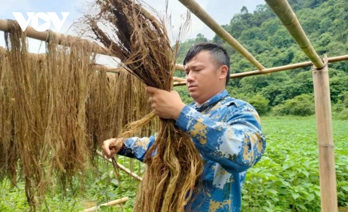 Cây gai xanh AP1 hướng đi mới trong phát triển kinh tế của nông dân Cao Bằng