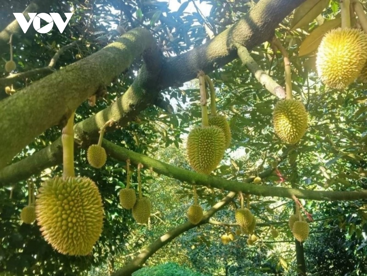 Mùa nước nổi, nhà vườn Tiền Giang vẫn có nguồn thu cao từ trái cây