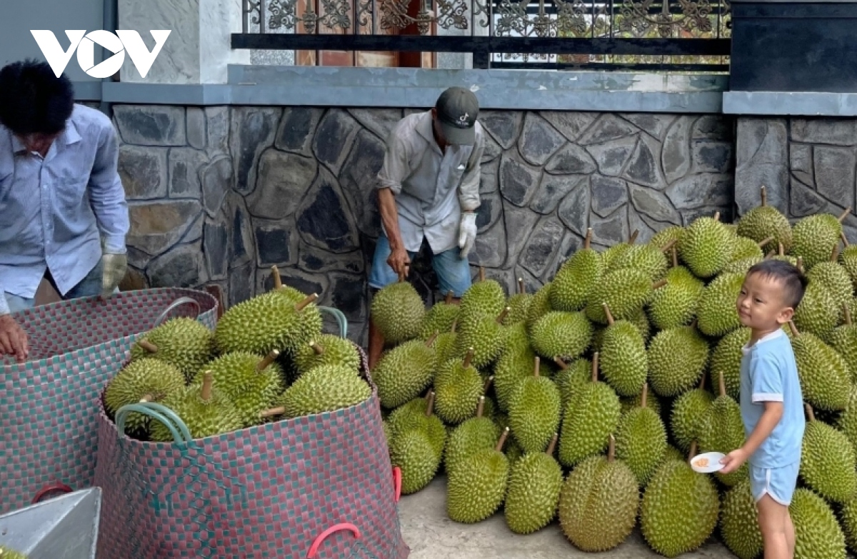 Hàng nghìn ha cây sầu riêng trên vùng đất lúa tăng hiệu quả hàng chục lần