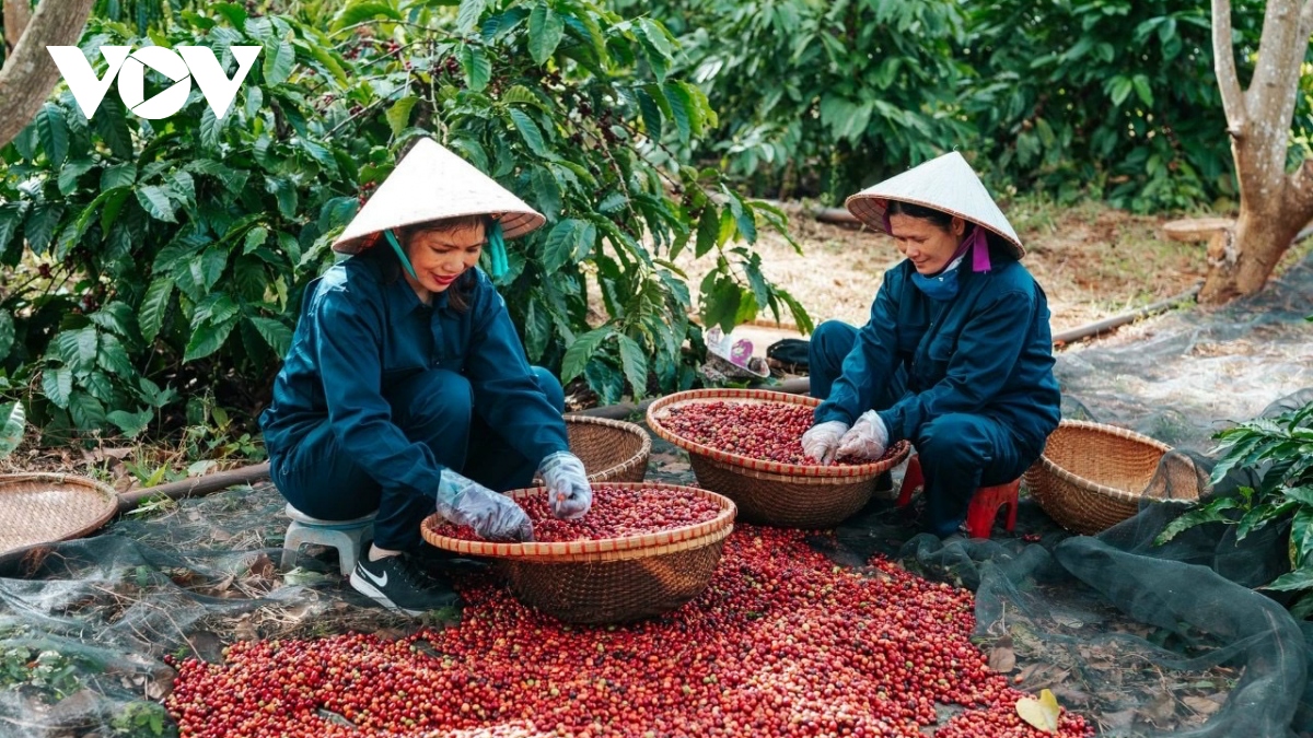 Tập trung tái canh phát triển cà phê đặc sản Việt Nam