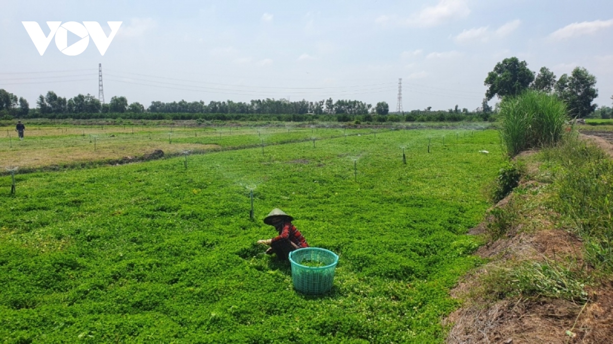 Gỡ rào cản cho doanh nghiệp nông nghiệp công nghệ cao