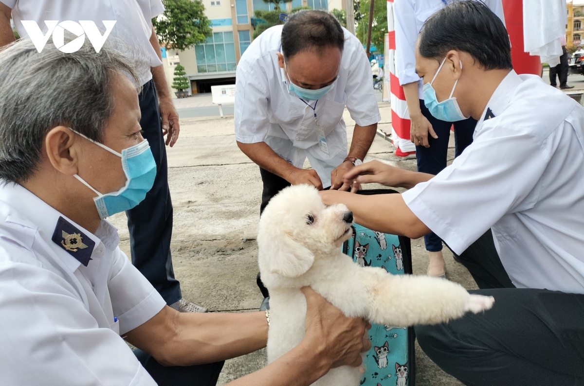 Vì sao bệnh dại bùng phát tại tỉnh Bến Tre?