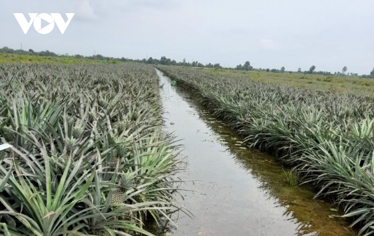 Tiền Giang tích cực bơm nước bảo vệ 16.000 ha dứa