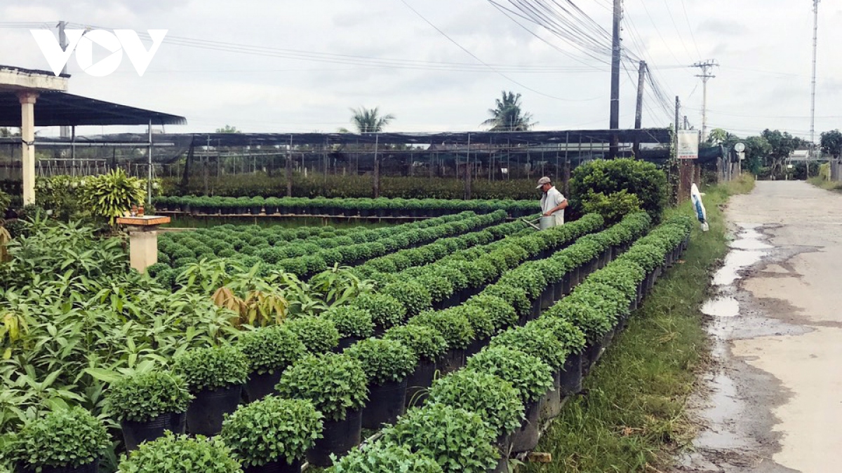 “Vương quốc hoa kiểng, cây giống” vào vụ hoa Tết