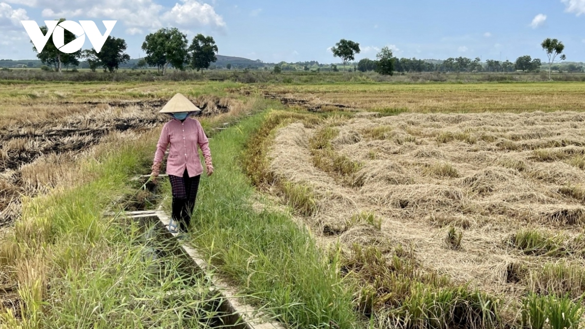 Giá lúa giảm, nhiều nông dân ở Bà Rịa - Vũng Tàu bỏ ruộng vụ 3