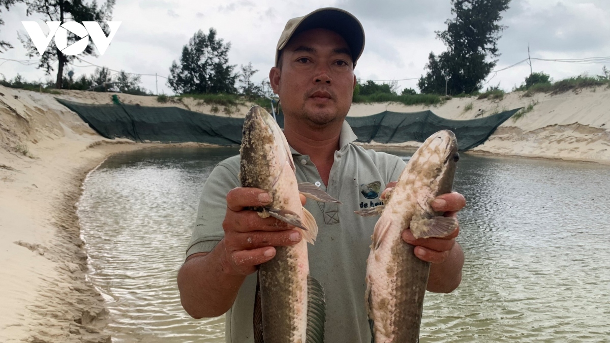 Hàng tấn cá lóc trong hồ nuôi bị sét đánh chết ở Quảng Bình