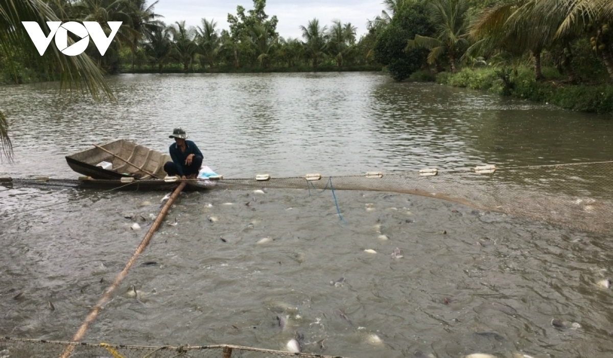 Người nuôi cá tra thương phẩm chịu áp lực của giá con giống và thức ăn tăng cao