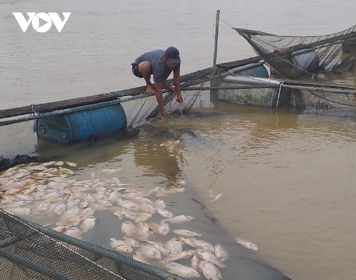 Cá nuôi lồng chết hàng loạt, người dân Thừa Thiên Huế thiệt hại nặng nề