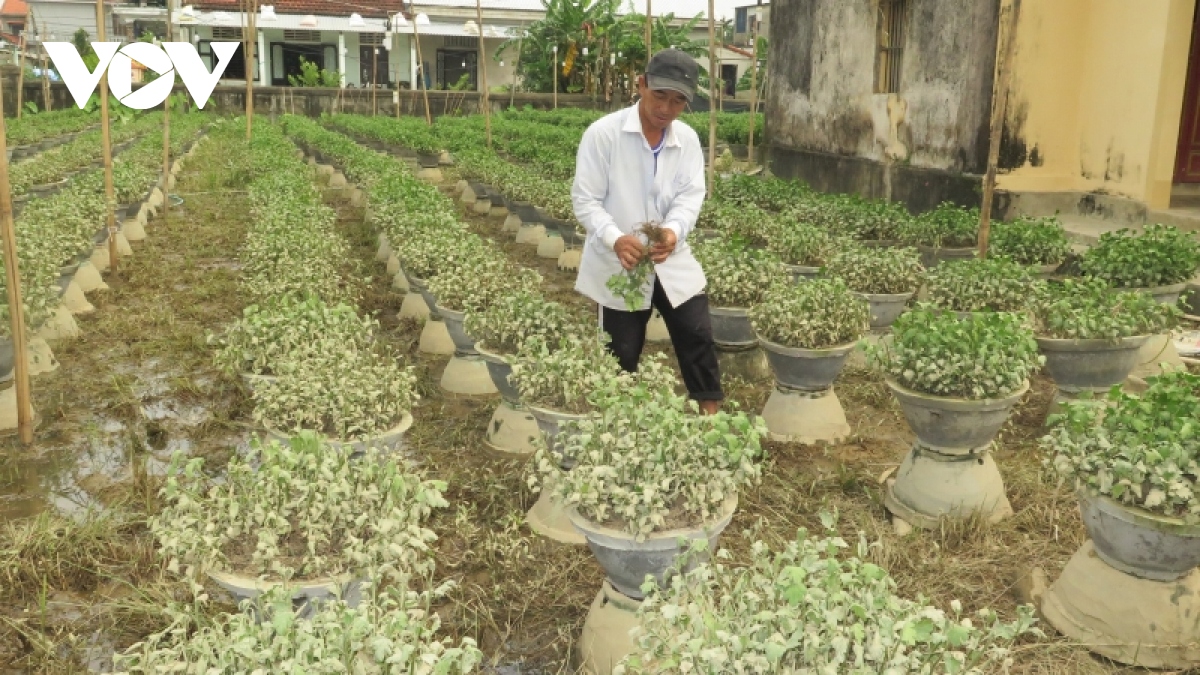 Người trồng hoa Tết ở Huế thiệt hại nặng sau lũ lớn