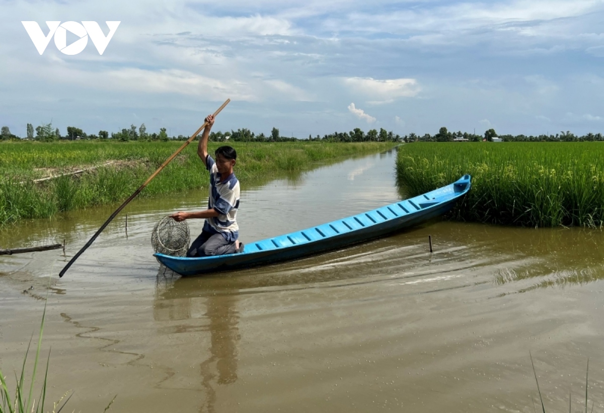 Cà Mau phát triển 40.000 ha đất lúa - tôm đạt tiêu chuẩn ASC