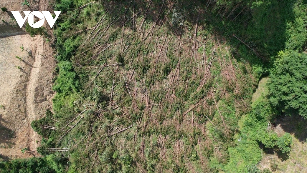 Hàng trăm cây rừng ở Lâm Đồng bị cưa hạ nằm la liệt