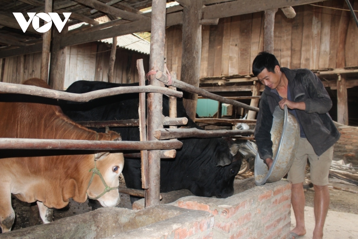 Nông dân Sơn La chủ động dự trữ thức ăn cho đàn vật nuôi trong mùa đông