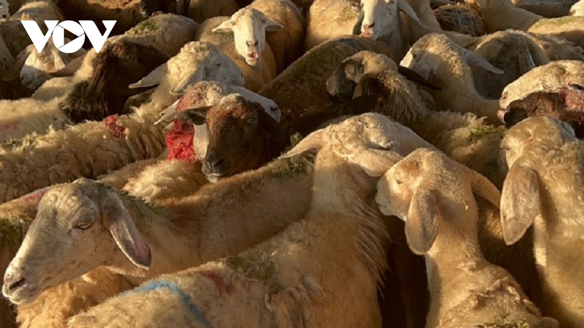 Giá dê, cừu giảm, người chăn nuôi Ninh Thuận gặp khó
