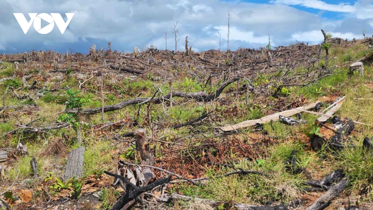 Khởi tố vụ phá 6ha rừng tự nhiên ở huyện Kông Chro, Gia Lai