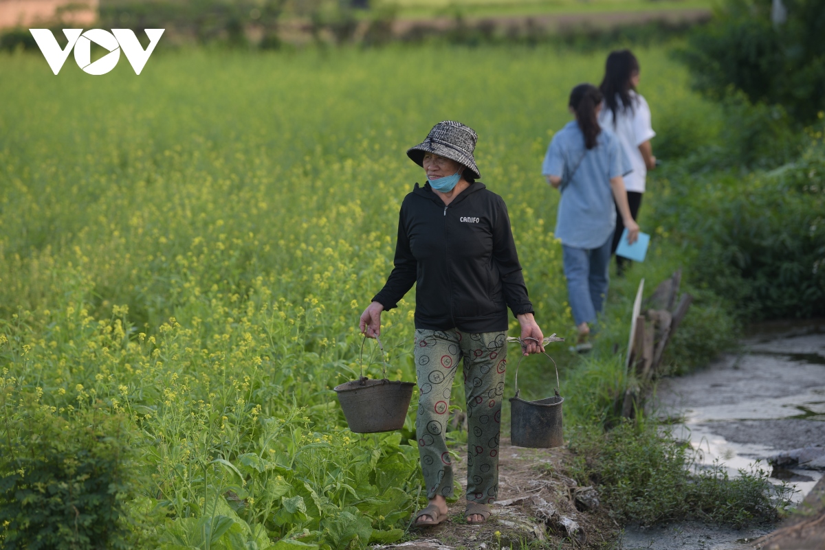 Mê mẩn cánh đồng hoa cải vàng đẹp như tranh vẽ ở ngoại thành Hà Nội