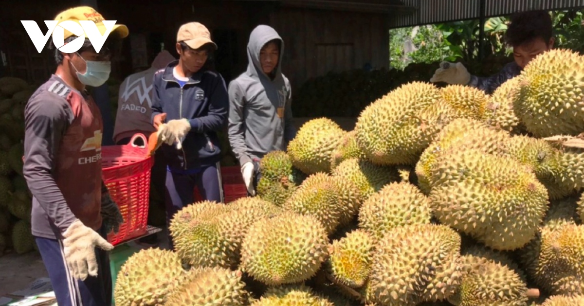 Cơ hội xuất khẩu sầu riêng Khánh Sơn chính ngạch sang Trung Quốc