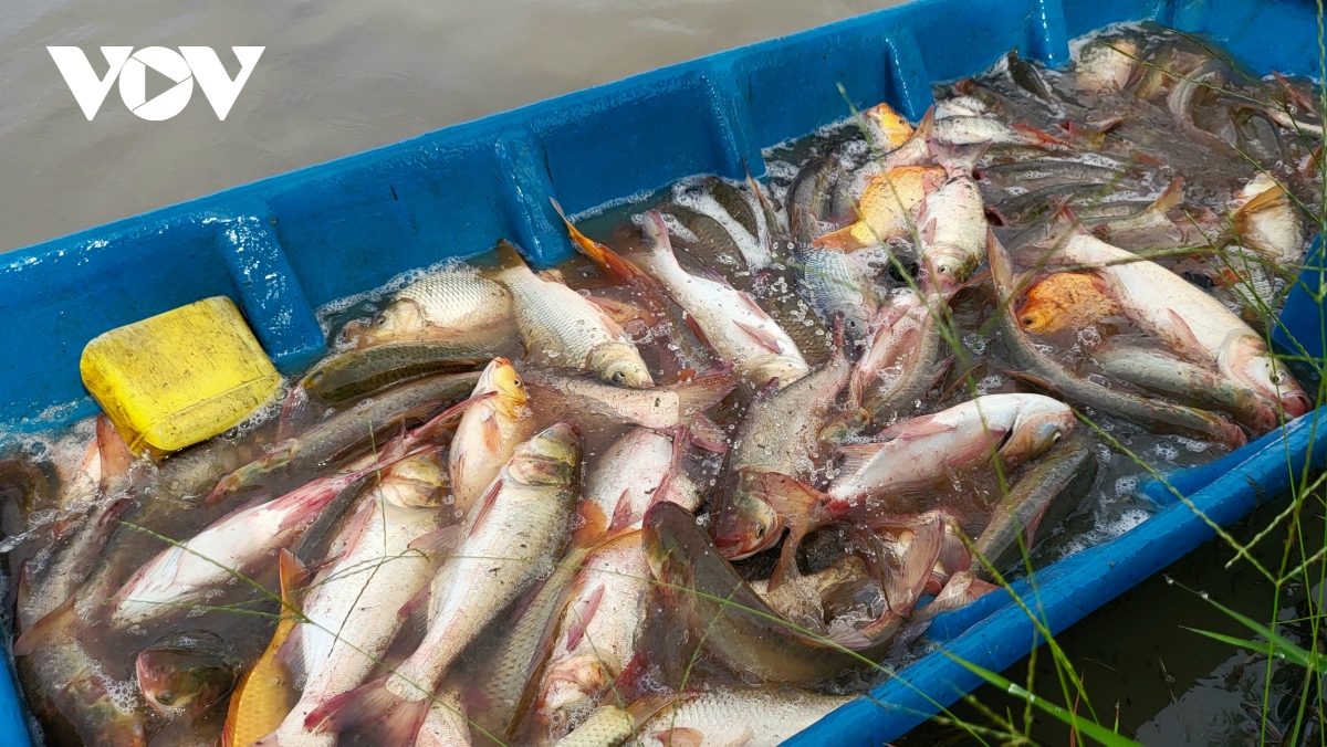 Nhộn nhịp mùa thu hoạch cá ruộng ở Hậu Giang