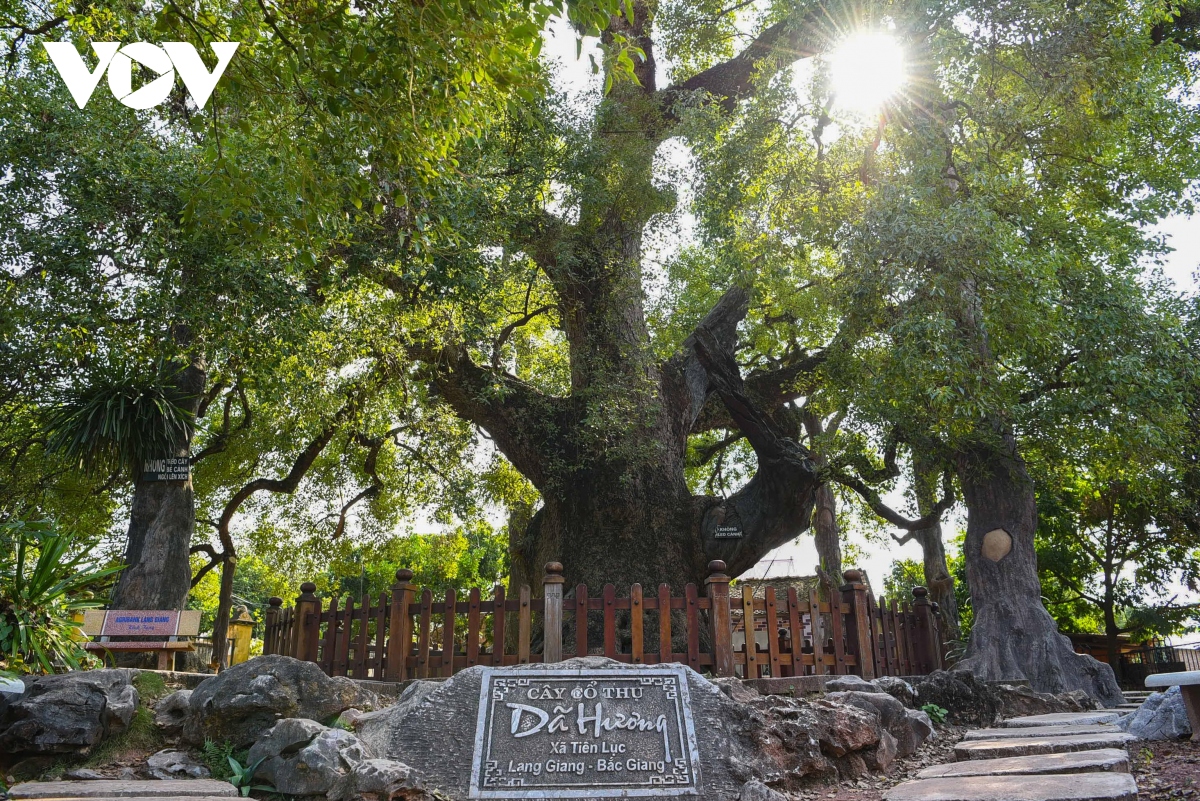 Cận cảnh cây dã hương nghìn năm tuổi hút khách du lịch ở Bắc Giang