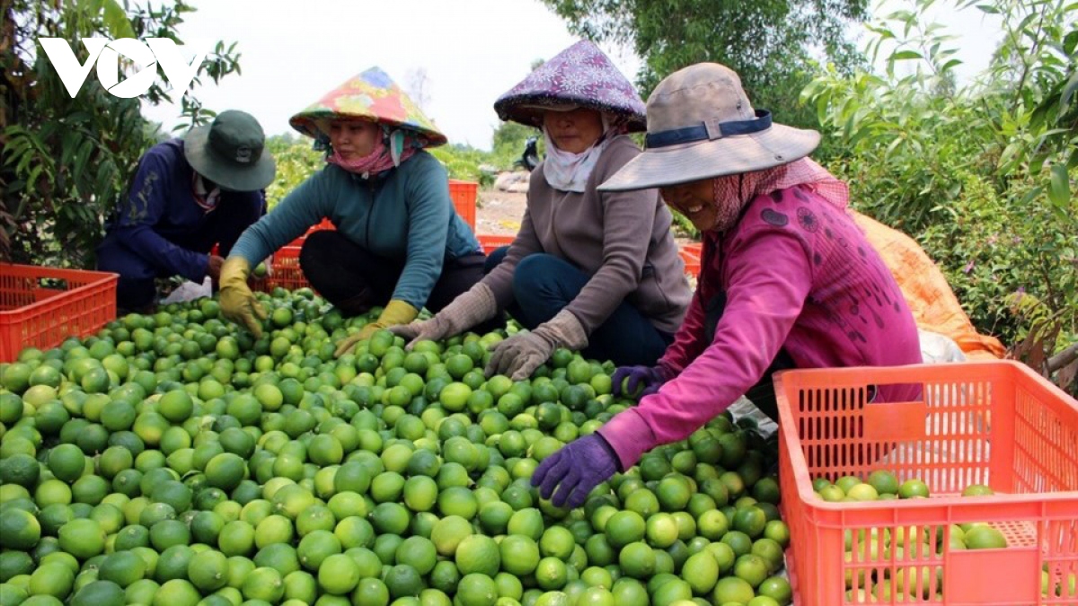 Niềm vui cuối năm từ xuất khẩu chanh của Long An 