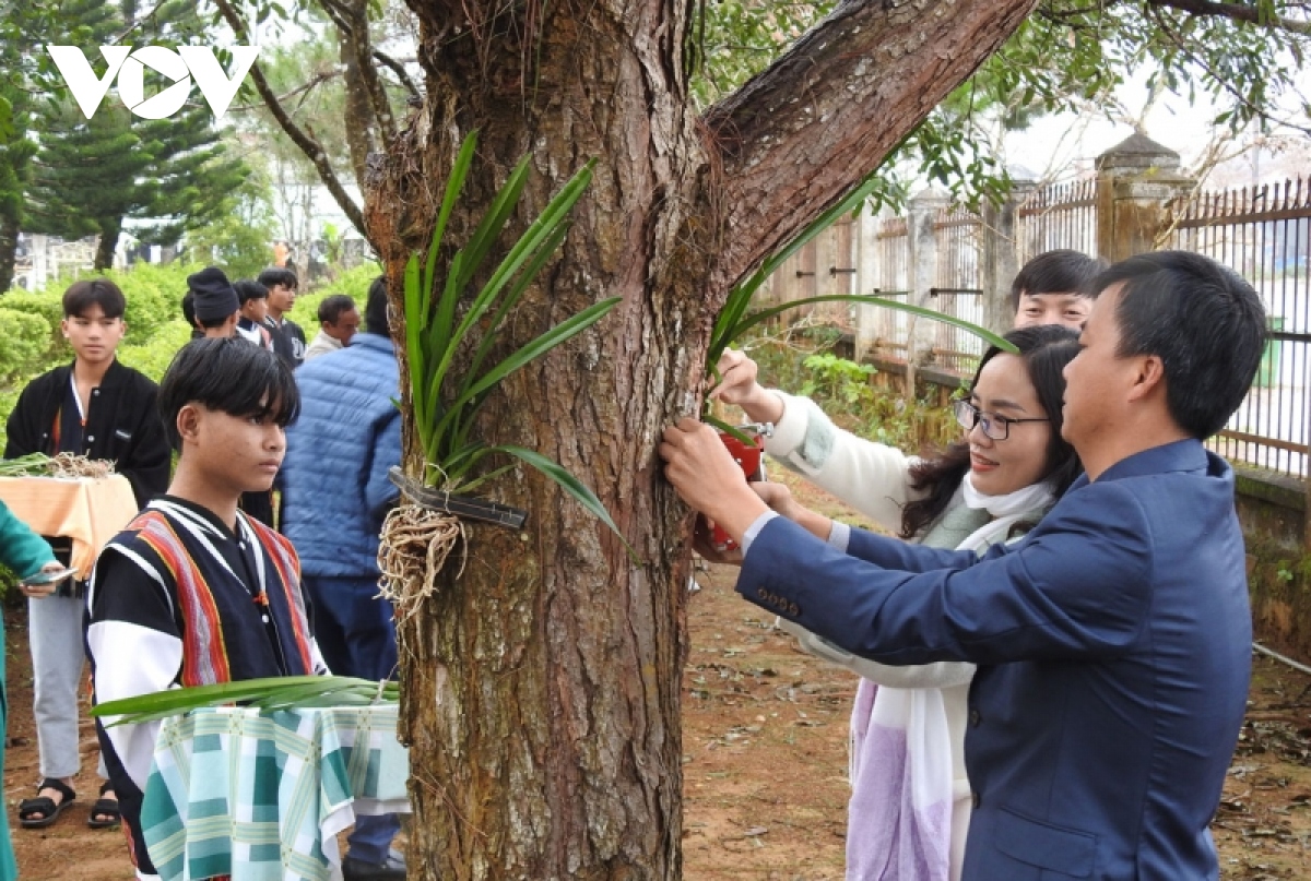 Bảo tồn các giống lan rừng ở Khu du lịch sinh thái quốc gia Măng Đen