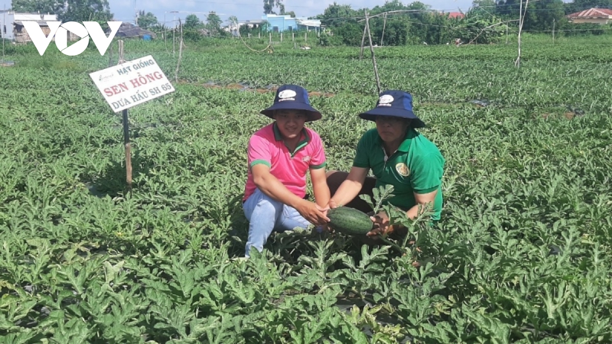 Gạo và dưa hấu Gò Công (Tiền Giang) được cấp nhãn hiệu tập thể