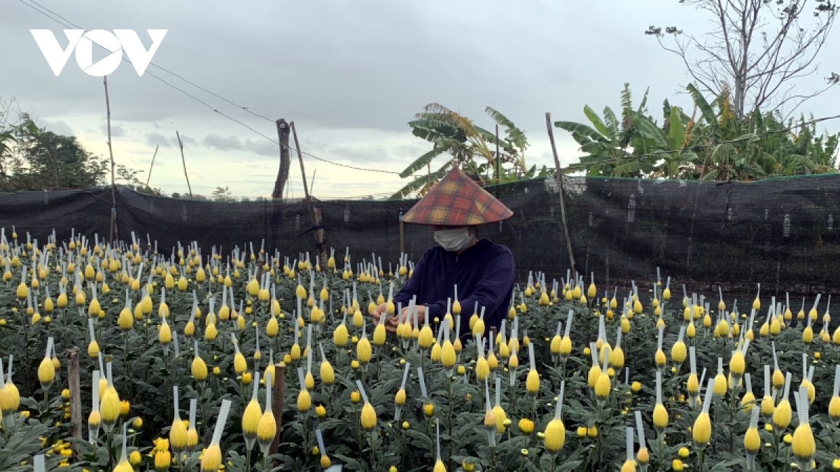 Nông dân Đắk Lắk tất bật cho vụ hoa Tết