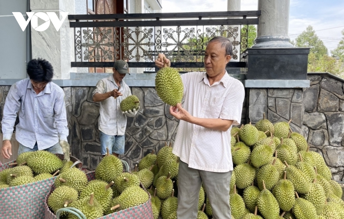 Nhà vườn trồng sầu riêng đón Tết ngọt ngào hương vị