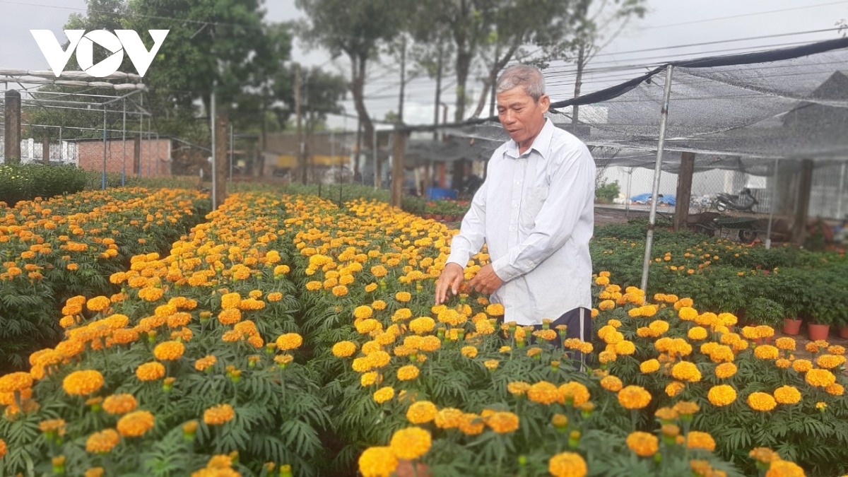 Mưa trái mùa kéo dài, người trồng hoa cảnh ở Tiền Giang “ngồi trên đống lửa”