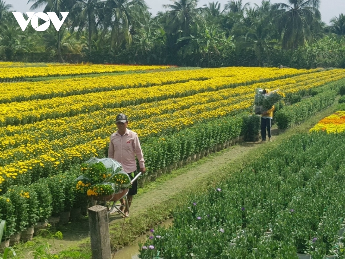 Hơn 50% giỏ hoa Tết ở Tiền Giang đã được bán ngay tại ruộng