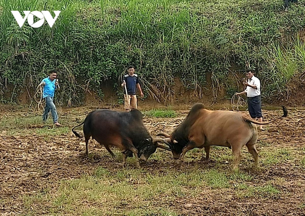Đắk Lắk: Độc đáo hội chọi bò của người Mông dịp đầu xuân
