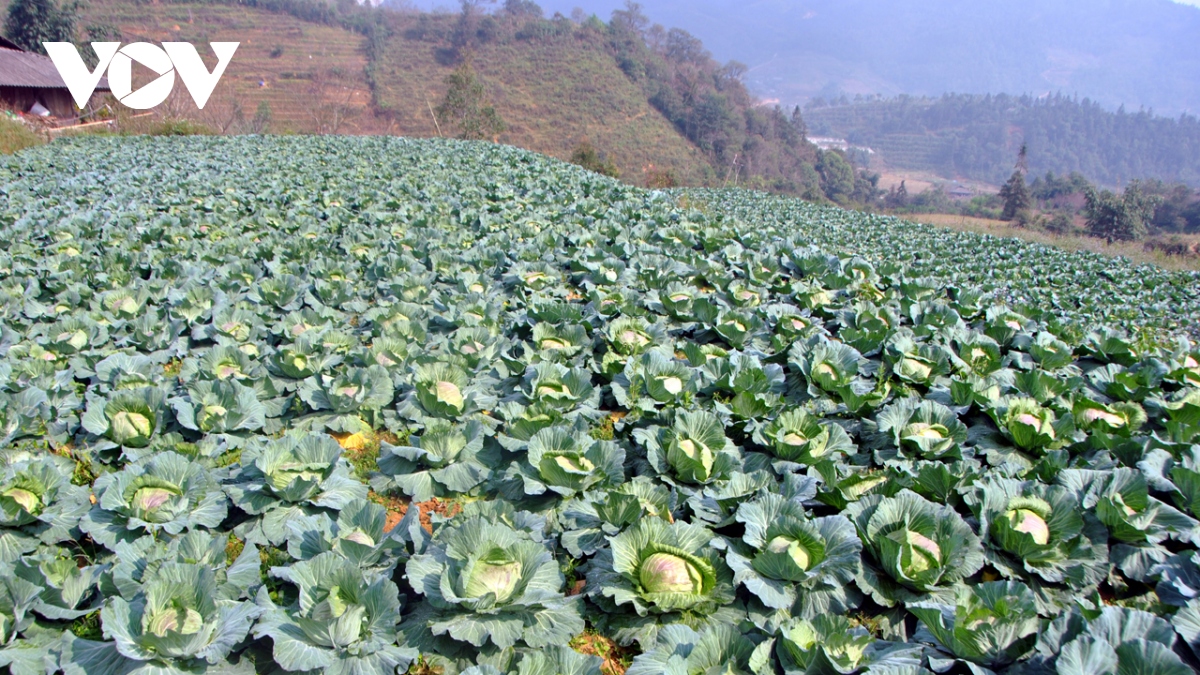 Nông dân Sa Pa tăng thu nhập hàng chục lần từ trồng rau, trồng ớt