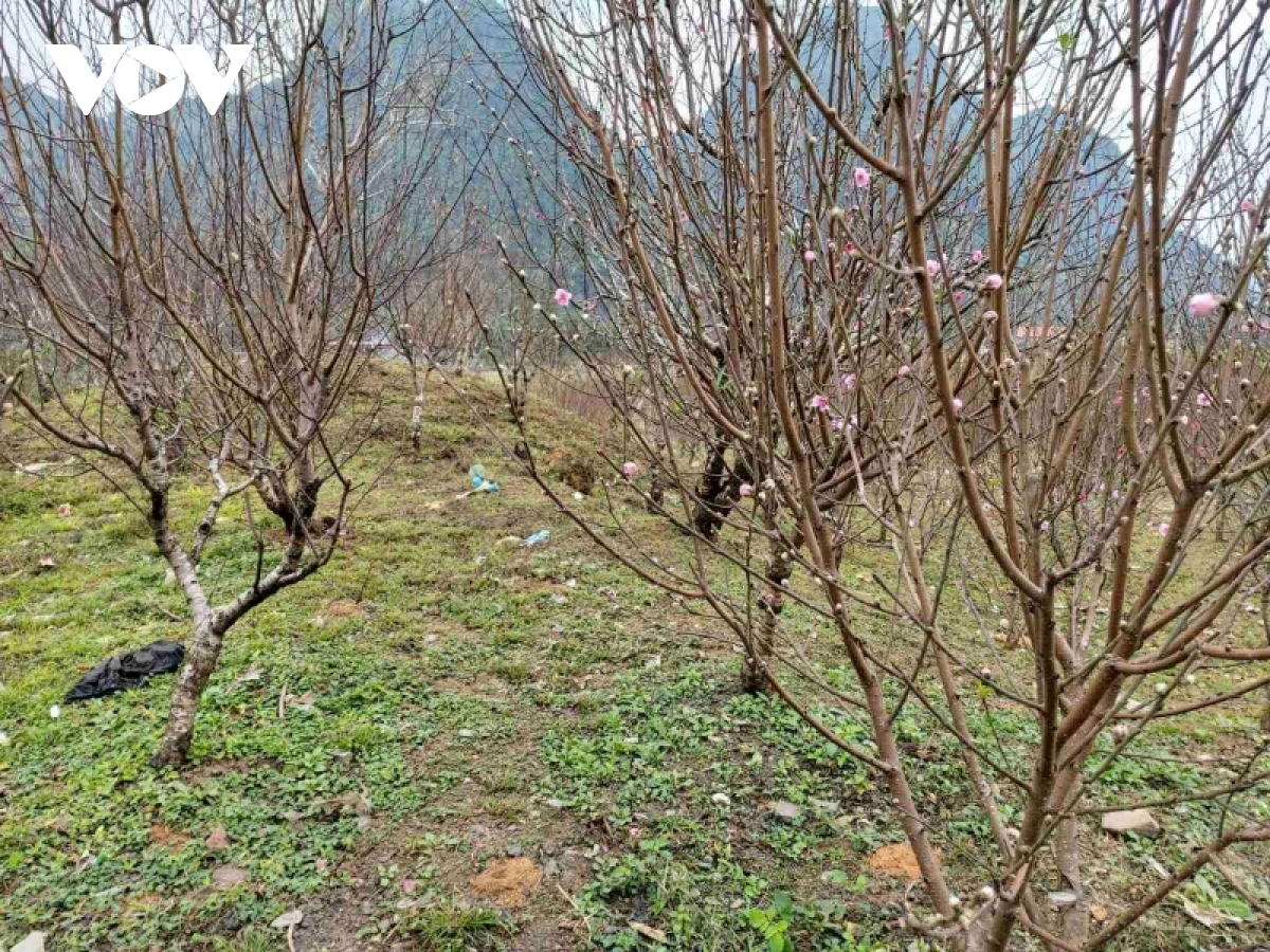 Nông dân trồng đào ở Quảng Lạc thu hàng chục triệu đồng dịp Tết