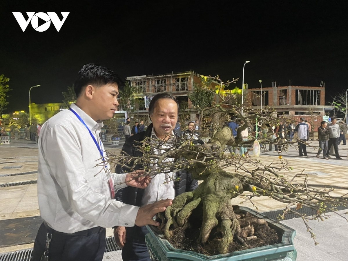 Mai cổ thụ giá lên đến cả 100 triệu đồng được trưng bày tại Bình Định
