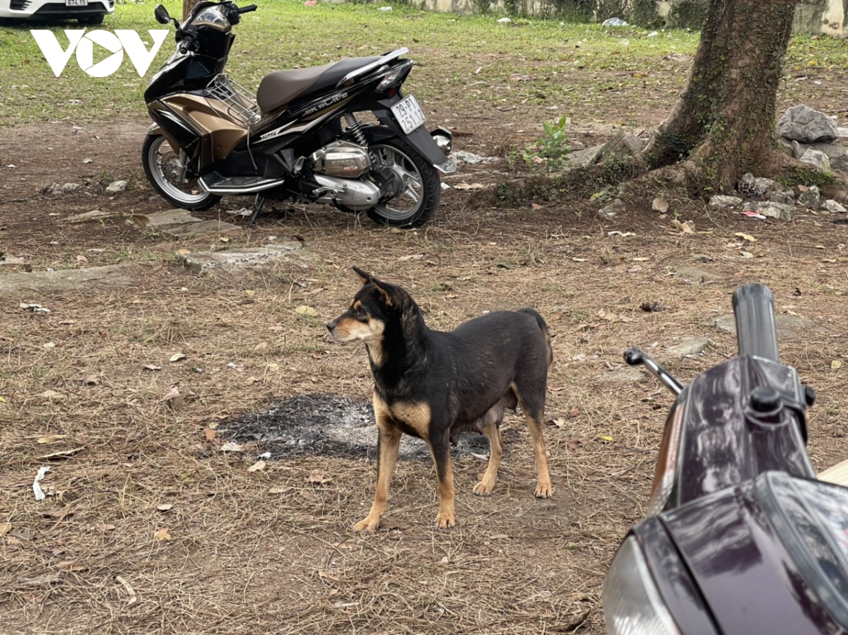 Tái diễn tình trạng chó thả rông không rọ mõm tại công viên Thống Nhất