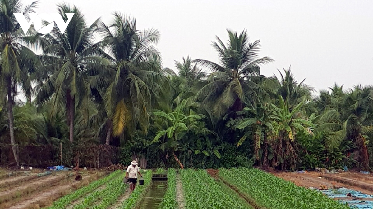 Mưa trái mùa ở Tiền Giang có lợi cho sản xuất nông nghiệp