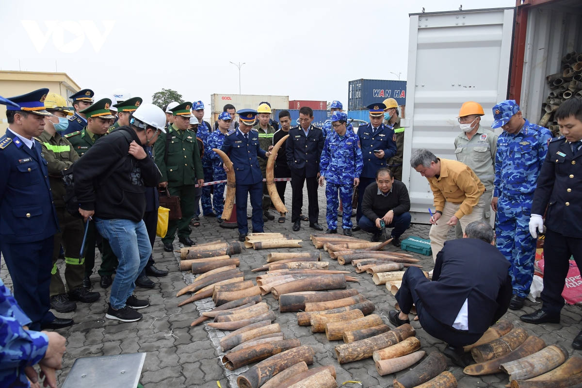 Bộ Tư lệnh Vùng Cảnh sát biển 1 phối hợp bắt giữ gần nửa tấn ngà voi nhập lậu